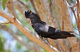 Red-tailed Black-Cockatoo